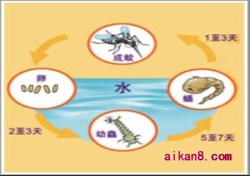 蚊子.jpg